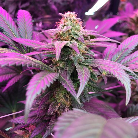 Amnesia Haze #1 growlog timeline photo