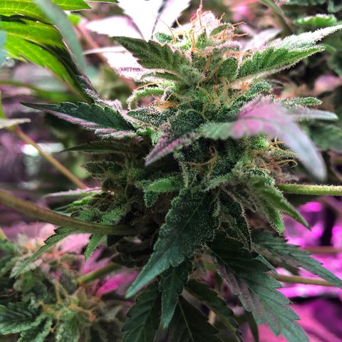 Royal Cheese FEM Clone growlog timeline photo