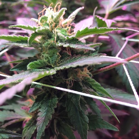 Royal Cheese FEM Clone growlog timeline photo