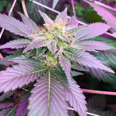 Royal Cheese FEM Clone growlog timeline photo