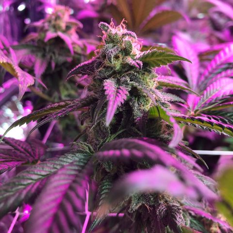 Amnesia Haze #1 growlog timeline photo