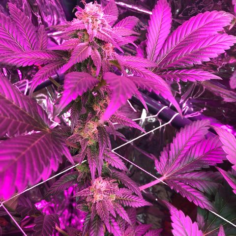 Amnesia Haze #1 growlog timeline photo