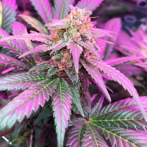 Amnesia Haze #1 growlog timeline photo