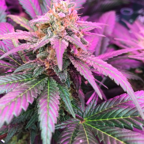 Amnesia Haze #1 growlog timeline photo