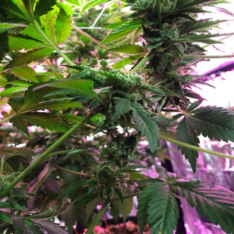 Royal Cheese FEM Clone growlog timeline photo