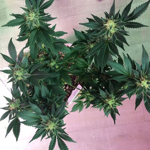 Royal Cheese FEM Clone growlog timeline photo