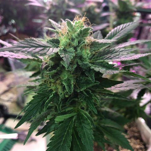 Royal Cheese FEM Clone growlog timeline photo