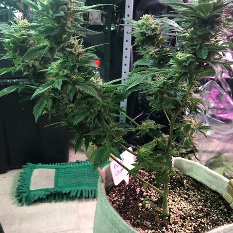 Royal Cheese FEM Clone growlog timeline photo