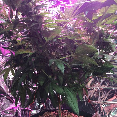 Amnesia Haze #1 growlog timeline photo