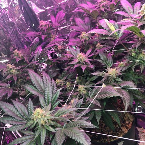 Amnesia Haze #1 growlog timeline photo