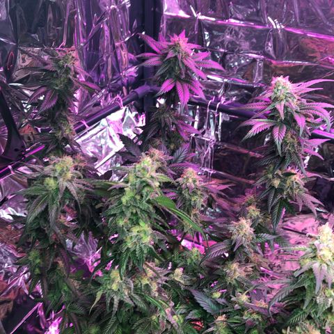Amnesia Haze #1 growlog timeline photo