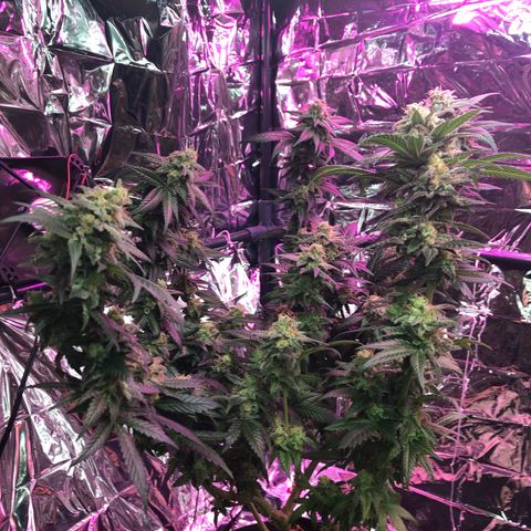 Amnesia Haze #1 growlog timeline photo