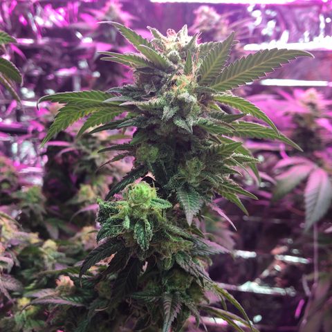 Amnesia Haze #1 growlog timeline photo