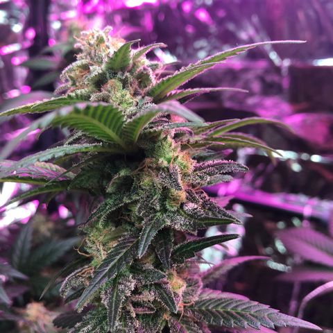 Amnesia Haze #1 growlog timeline photo