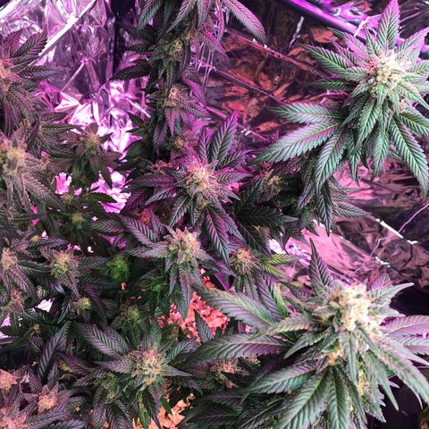 Amnesia Haze #1 growlog timeline photo