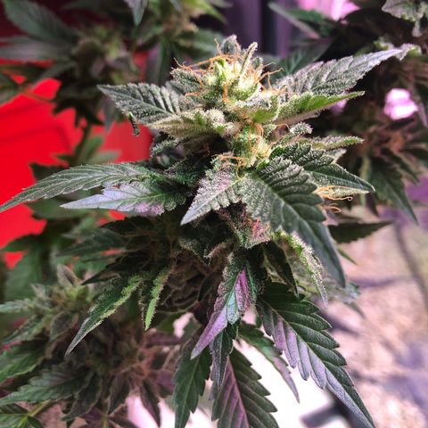 Royal Cheese FEM Clone growlog timeline photo