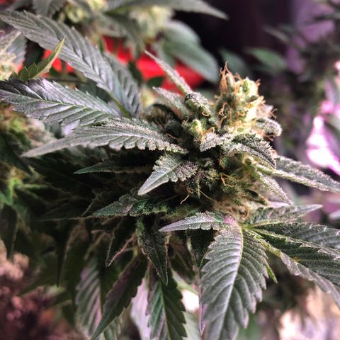 Royal Cheese FEM Clone growlog timeline photo