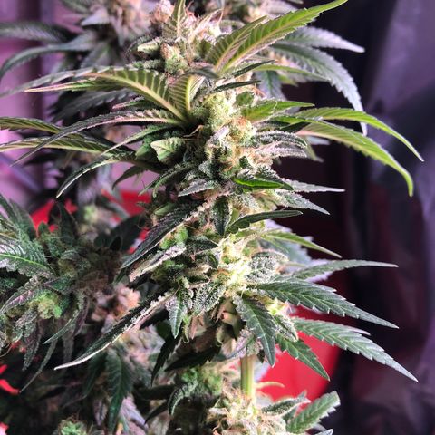 Amnesia Haze #1 growlog timeline photo
