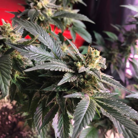 Royal Cheese FEM Clone growlog timeline photo
