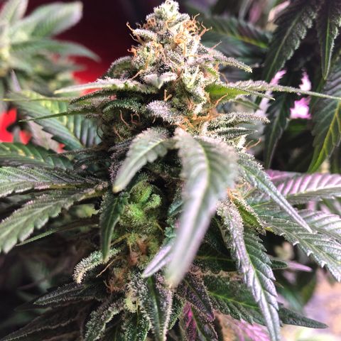Amnesia Haze #1 growlog timeline photo