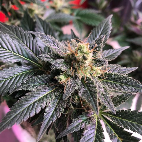 Royal Cheese FEM Clone growlog timeline photo