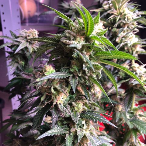 Amnesia Haze #1 growlog timeline photo