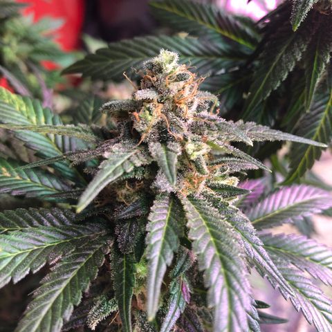 Amnesia Haze #1 growlog timeline photo