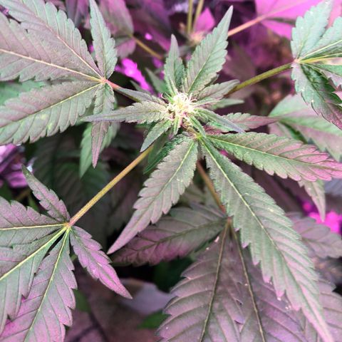 White Widow FEM Clone growlog timeline photo