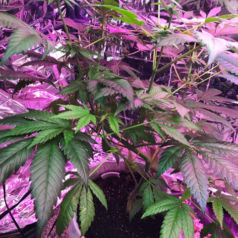 White Widow FEM Clone growlog timeline photo
