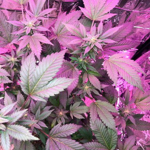 White Widow FEM Clone growlog timeline photo