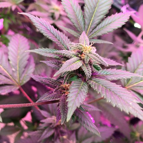 White Widow FEM Clone growlog timeline photo