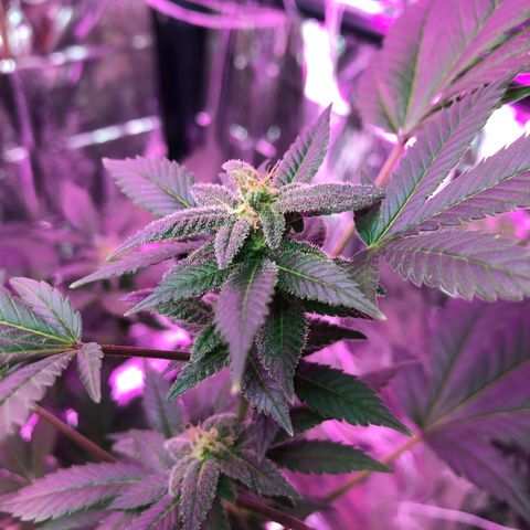 White Widow FEM Clone growlog timeline photo