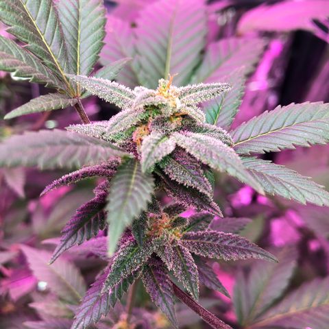 White Widow FEM Clone growlog timeline photo