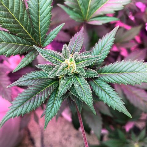 White Widow FEM Clone growlog timeline photo