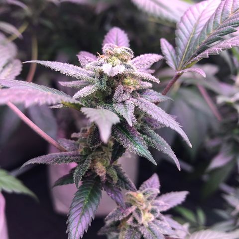 White Widow FEM Clone growlog timeline photo