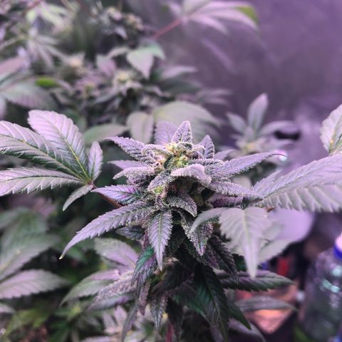 White Widow FEM Clone growlog timeline photo