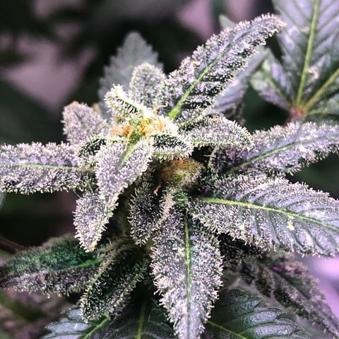 White Widow FEM Clone growlog timeline photo