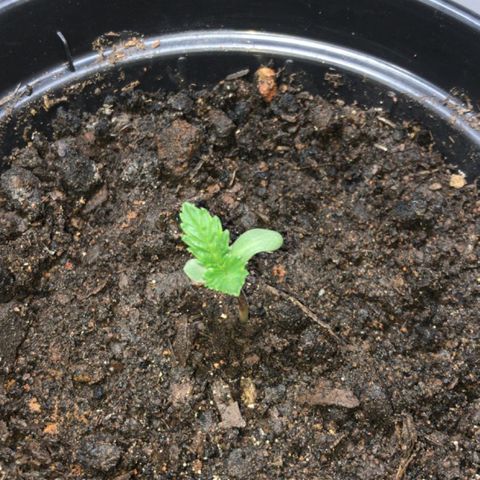 Preguiçosa  growlog photo: Vamos da início a formação da planta 