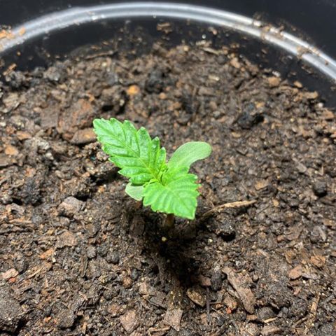 Preguiçosa  growlog photo: Recuperada…. Agora vai partir para estágio de estrutura., ainda é um bebê😂🥹