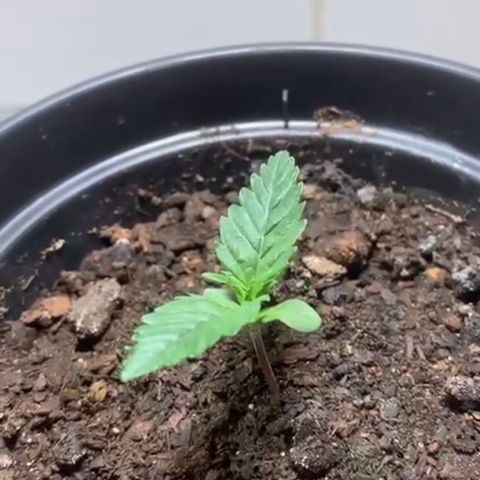 Preguiçosa  growlog photo: Após o final de semana, planta continua recuperada em busca do seu desenvolvimento para ir pra Vega 