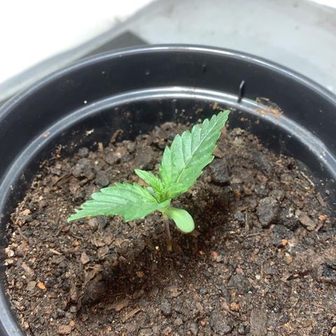 Preguiçosa  growlog photo: 🥹🥹