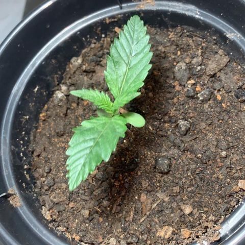 Preguiçosa  growlog photo: Seguindo firme 