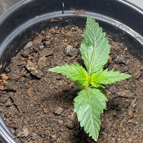 Preguiçosa  growlog photo: Bem saudável e desenvolvida na pré Vega 