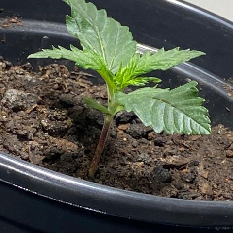 Preguiçosa  growlog photo: Bem saudável e desenvolvida na pré Vega 