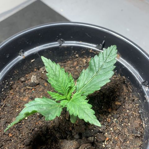 Preguiçosa  growlog timeline photo