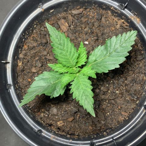 Preguiçosa  growlog timeline photo