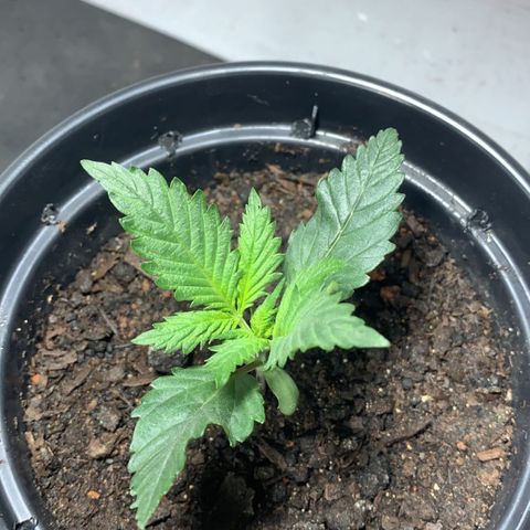 Preguiçosa  growlog photo: Sofreu um estresse no fotoperiodo, final de semana não dá pra controlar sem timer, o rolê é mais importante 