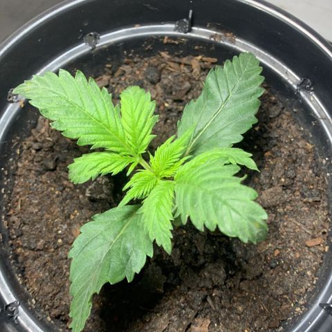 Preguiçosa  growlog timeline photo