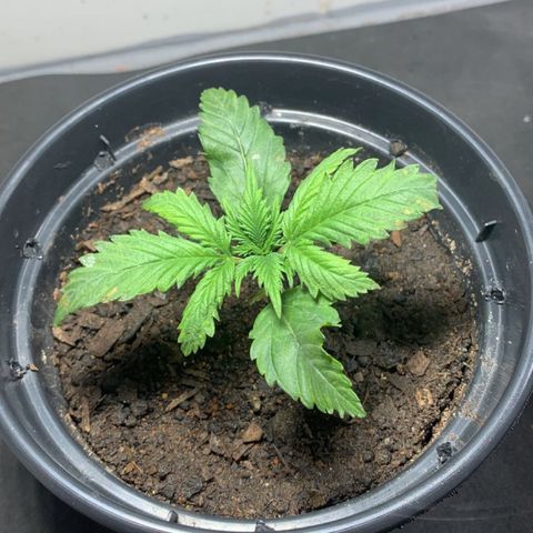 Preguiçosa  growlog timeline photo