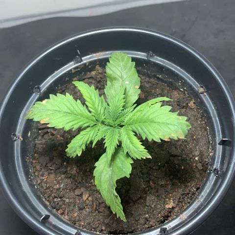 Preguiçosa  growlog timeline photo
